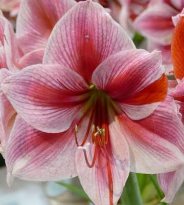 amaryllis interieur