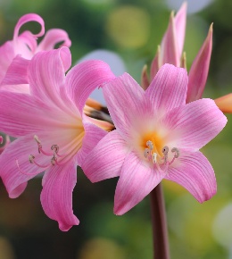 amaryllis plante