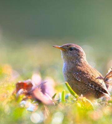 cohabitation faune et flore