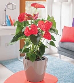 anthurium fleurie pot
