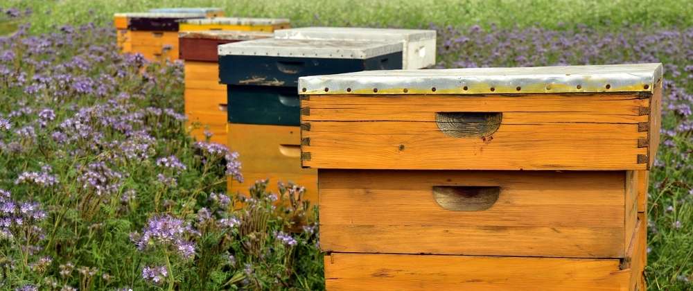 L'apiculture : l'élevage des abeilles