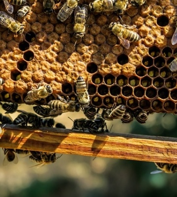 apiculture elevage abeilles