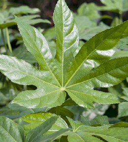 aralia plante