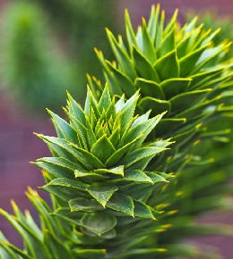 araucaria plante