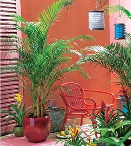 areca terrasse