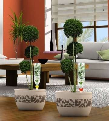 arrosage absence bouteille