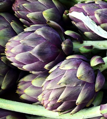 récolte artichaut