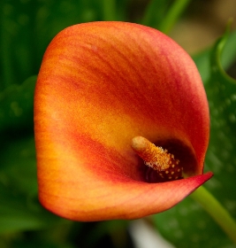 Arum variétés et plantation