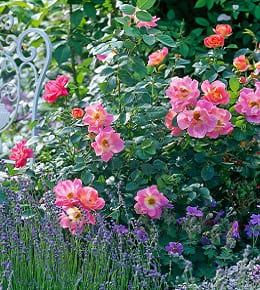 rosier et lavande 