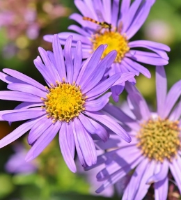 fleur aster