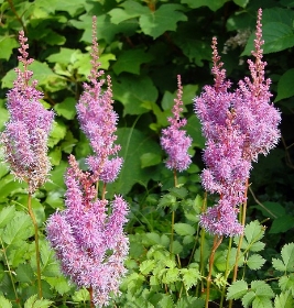 Astilbe entretien et plantation