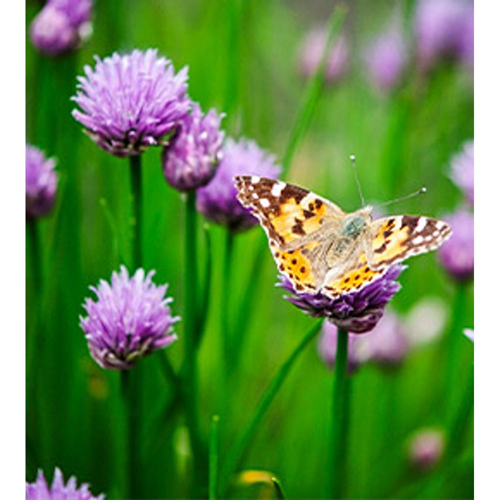 papillon sur fleur