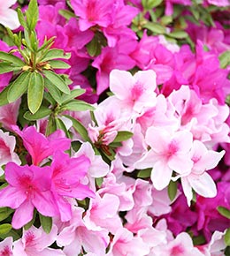 azalée japonica