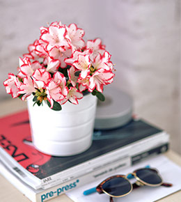 azalée pot