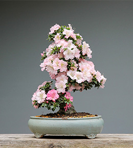 azalée bonsai fleurs