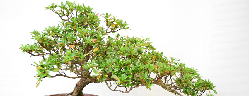 azalée bonsai