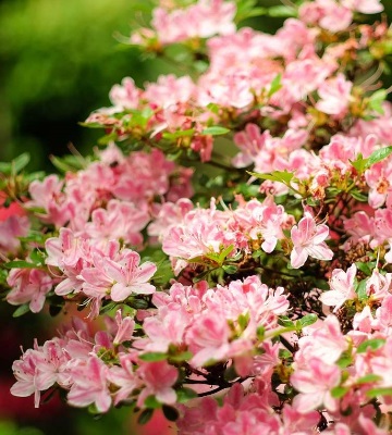 fleurs azalée du japon
