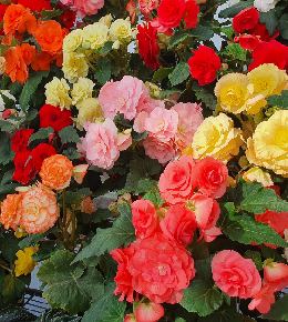 Comment choisir sa variété de bégonias ? 