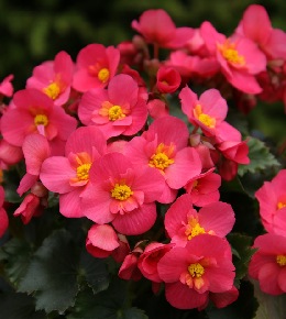 Bégonia : conseils d'entretien