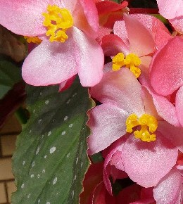 Bégonia maculata : entretien