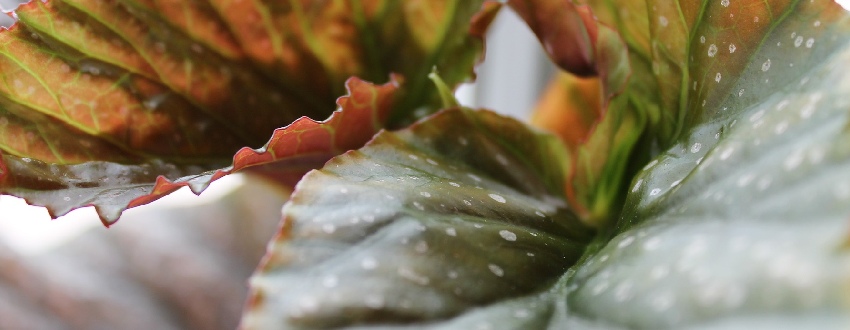 Bégonia maculata : entretien