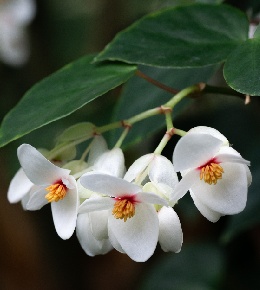 Soigner le bégonia selon sa variété 