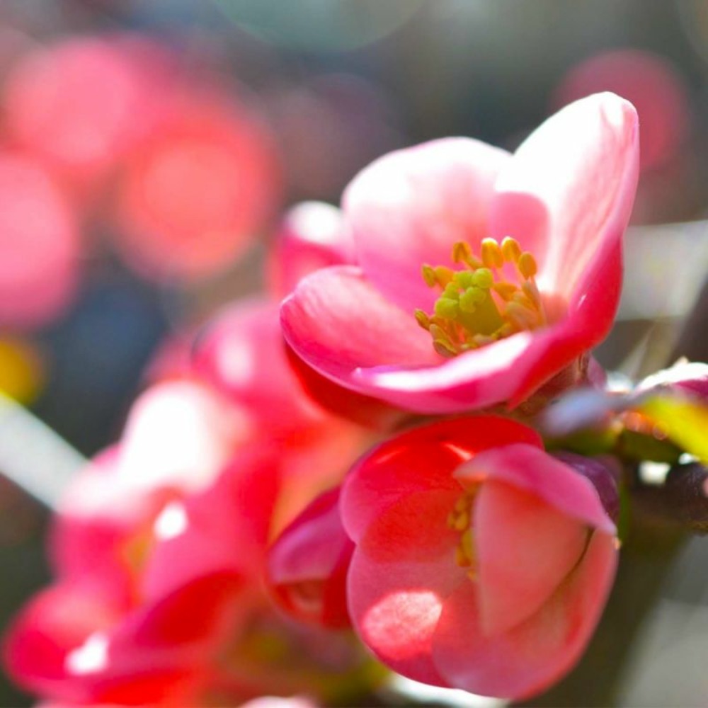 Cognassier du Japon 'Falconet Charlet' (Ch…