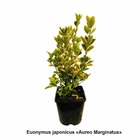 Euonymus japonicus:pot 4l