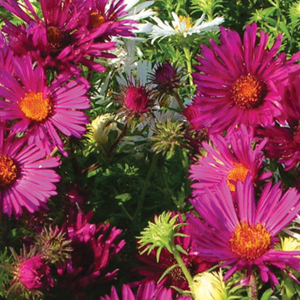 Aster de la nouvelle-angleterre 'september ruby' godet de 7/8 cm