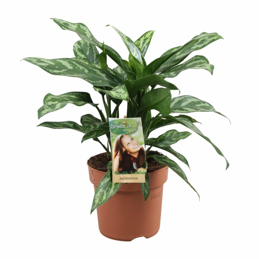 Aglaonema maria - h40 cm - ø17 cm