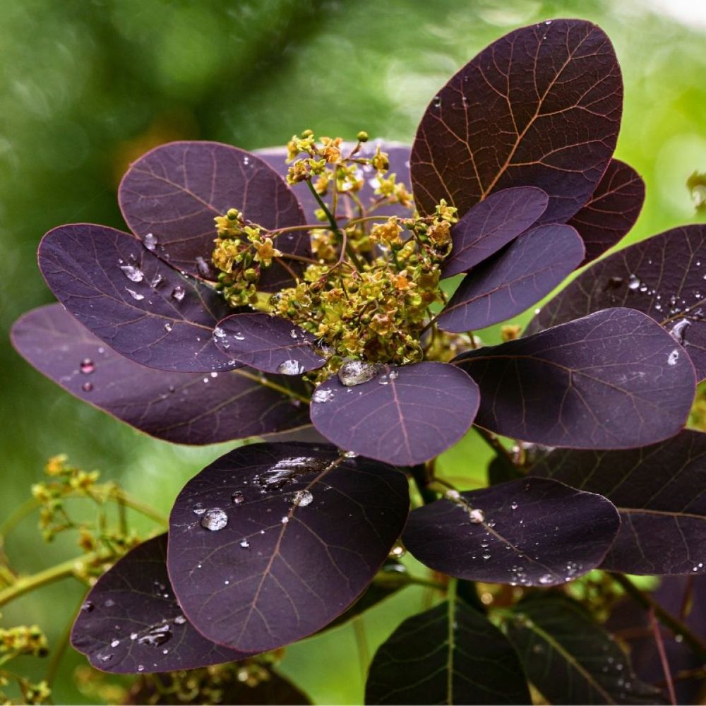 Arbre à perruque 'royal purple' godet de 8/9 cm