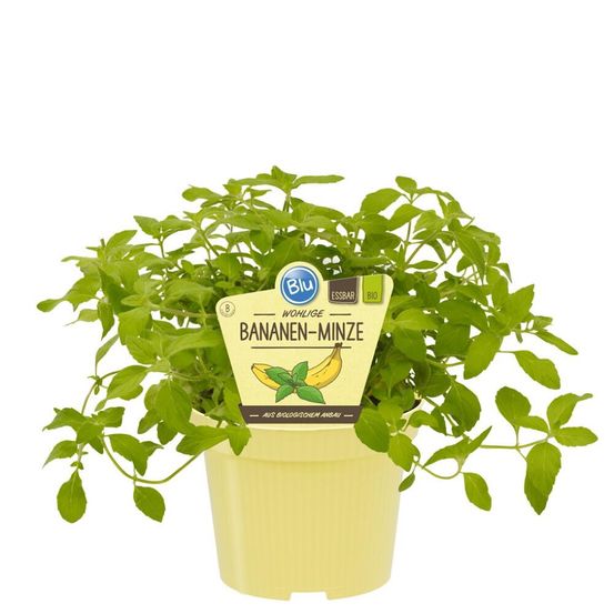 Menthe banane bio - mentha arvensis - plante aromatique en pot de 12cm