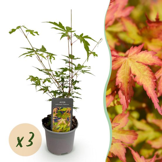 Érable du japon 'sangokaku' - lot de 3 - pot 12 cm - hauteur 35 cm - plante d'extérieur
