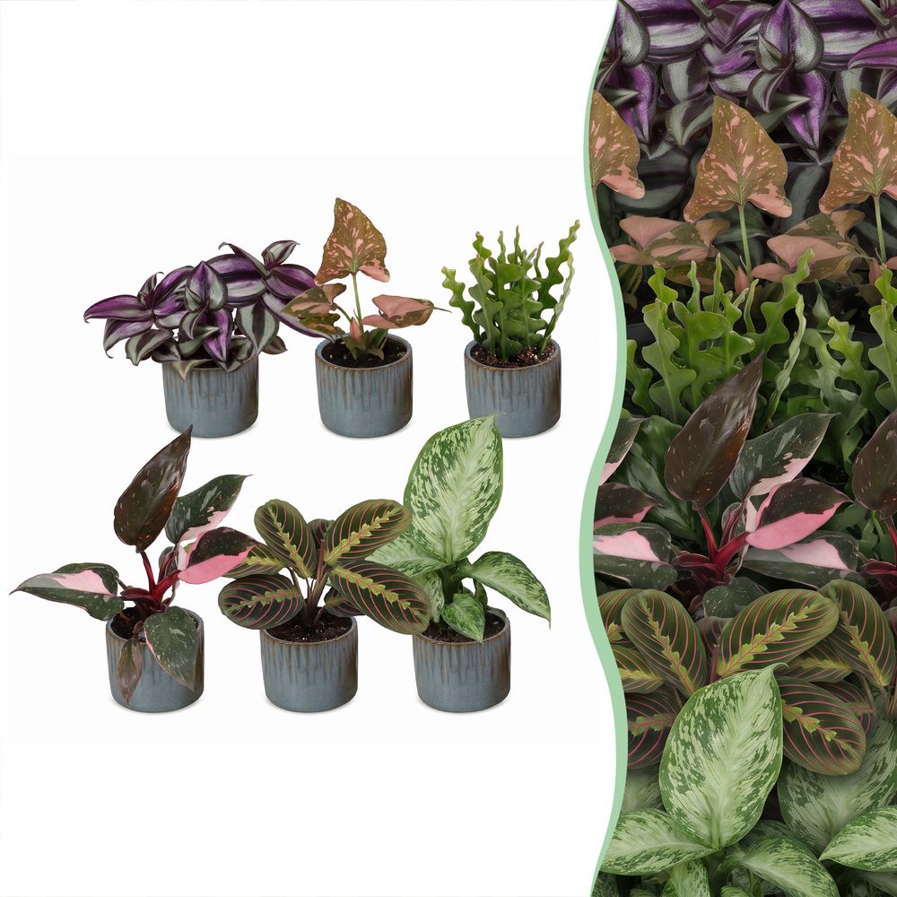 Baby plantes surprise - lot de 6 mini plantes tropicales avec cache-pots linnea bleu brume - h 5-15 cm, pot ø6 cm
