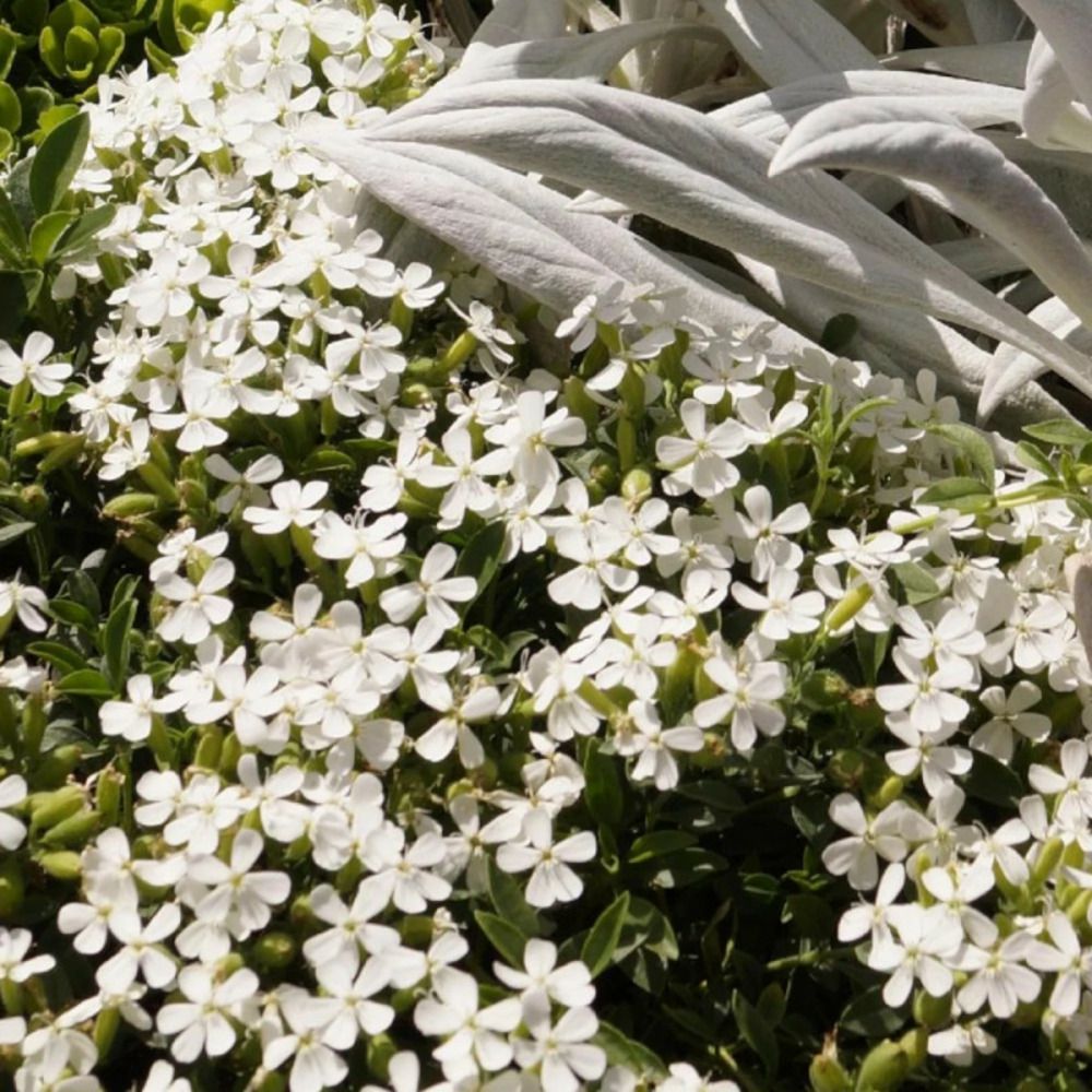 Saponaire snow tip lot de 9 godets