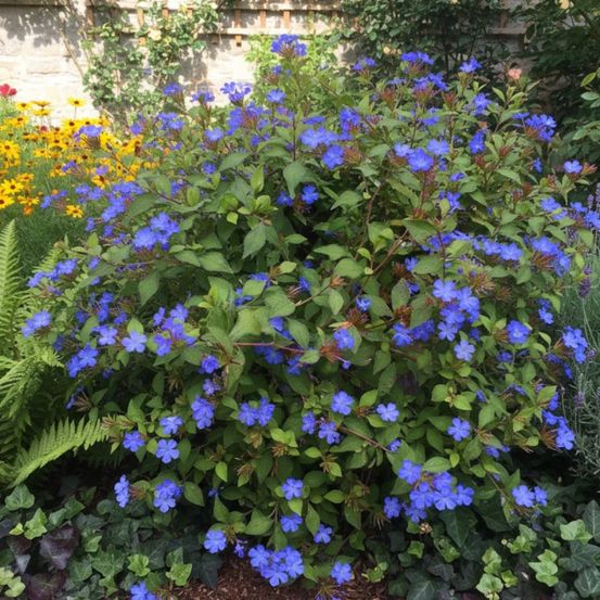 Dentelaire griffithii, ceratostigma lot de 5 godets