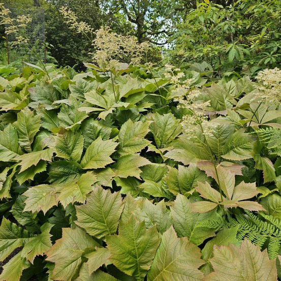 Rodgersie à feuilles de podophylle godet - 5/20 cm