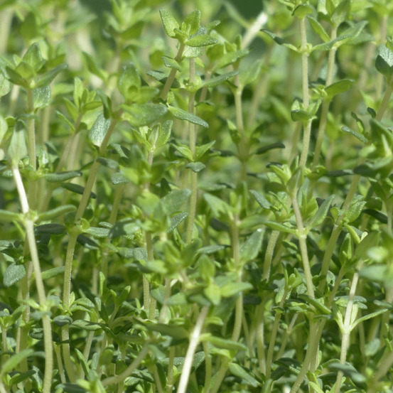 Thym commun - prêt à consommer pot de 2l - 10/20 cm