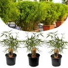 Set de 3 fargesia rufa - bambou non traçant - arbuste exterieur jardin persistant - pot 13cm - hauteur 25-40cm
