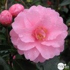 Camellia 'spring festival' : 2 litres (rose clair)