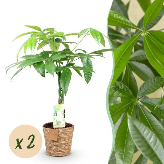 Pachira aquatica - arbre à argent - pot de 17cm - hauteur 60-70cm - plantes d'intérieur