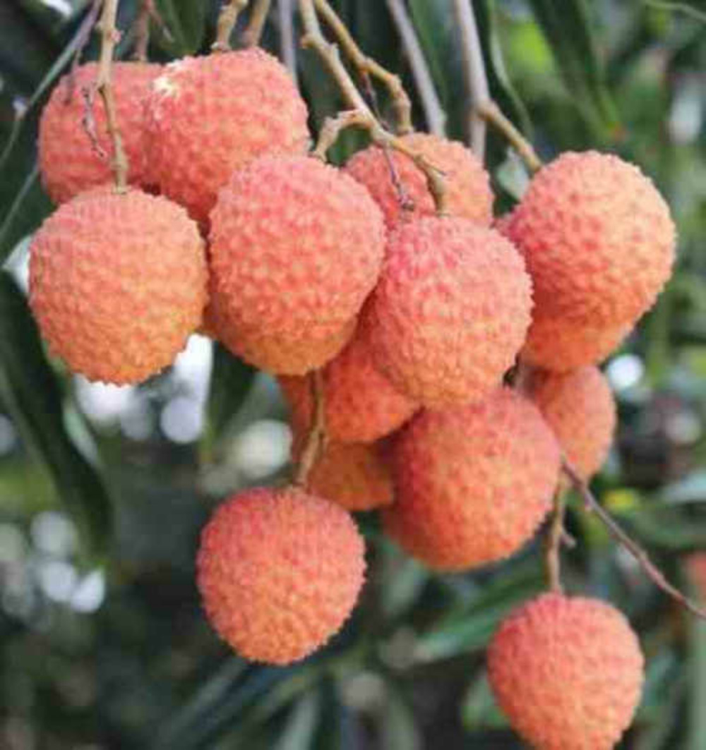 Litchi sinensis var kwai may rose pot de 80l - total 175/200cm