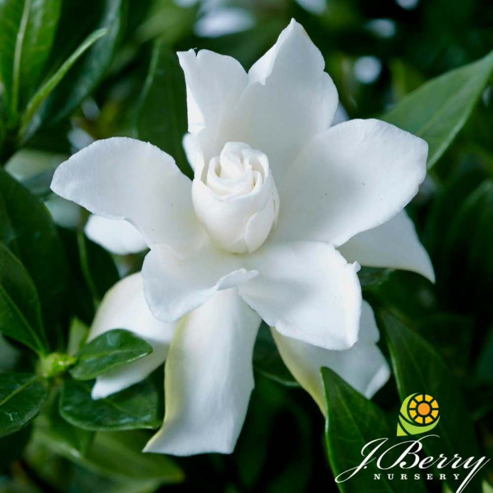 Gardenia celestial star® 'ps-2013-4', gardénia, jasmin du cap pot de 4l - 40/60 cm