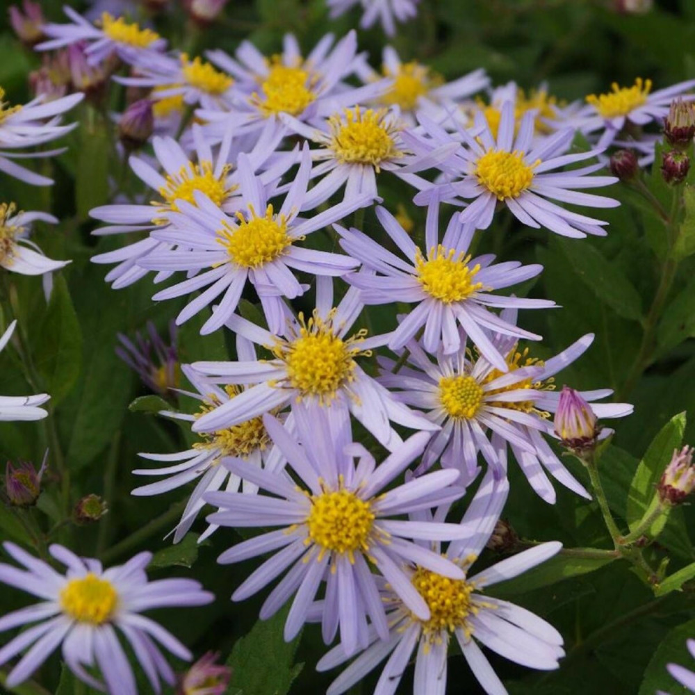 Aster d'automne asran lot de 9 godets