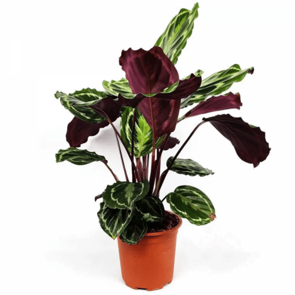 Calathea mix h-60/80cm