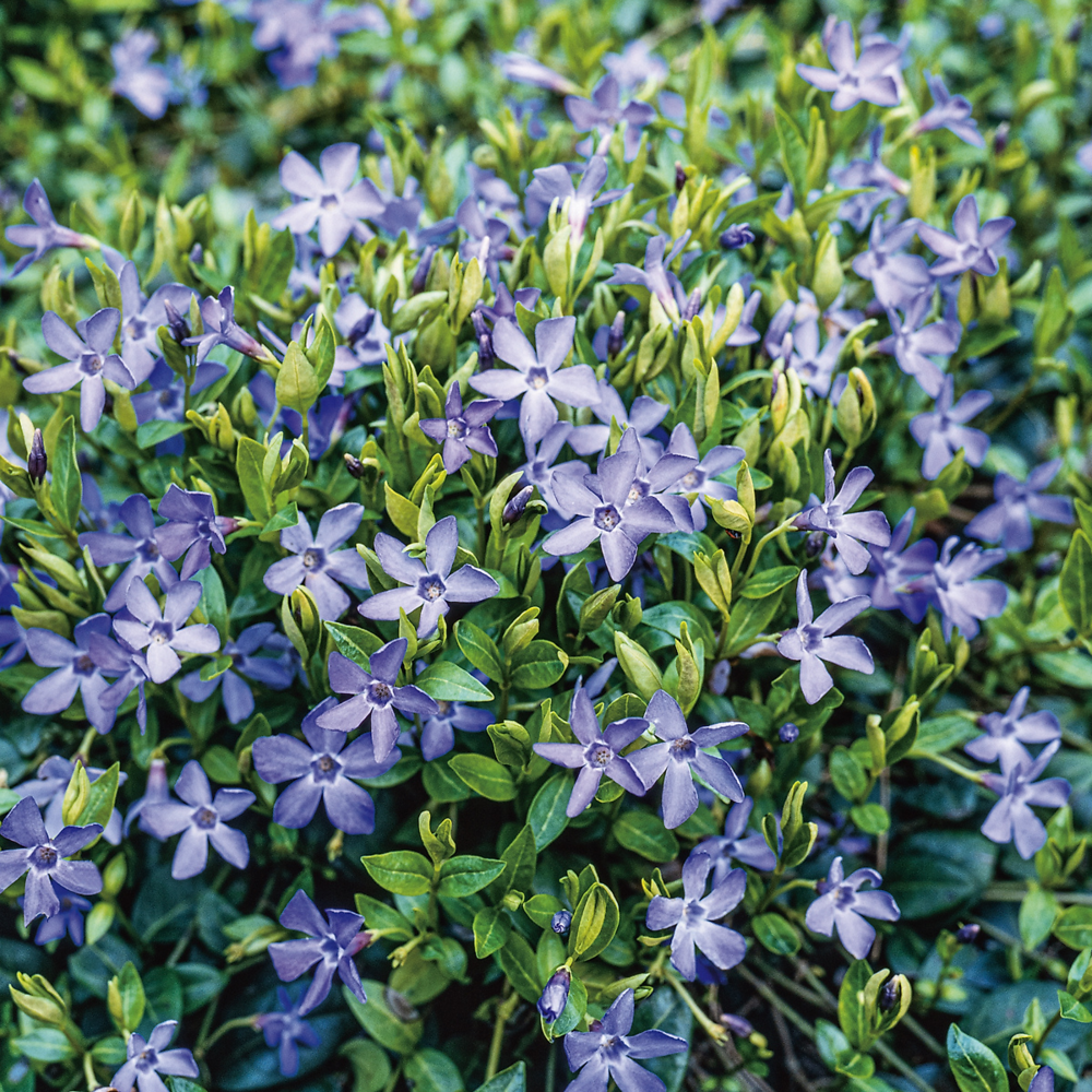 Pervenche plante vivace - 3 godets