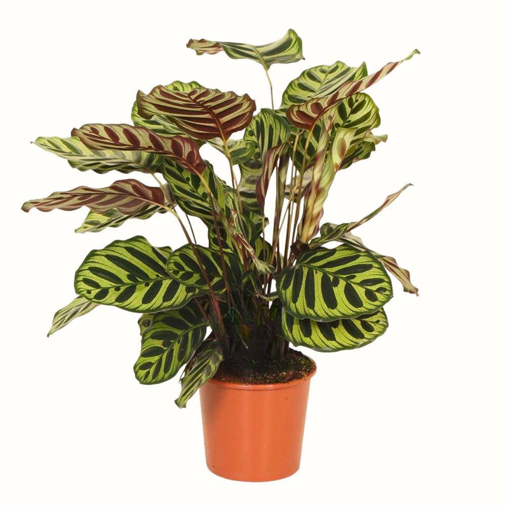 Calathea makoyana - 65cm