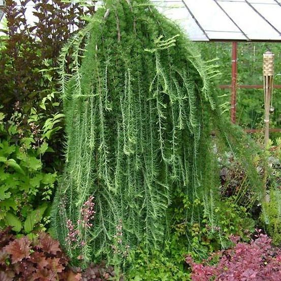 Mélèze du japon 'stiff weeping' pot de 4l/5l, tige, tige de 120 cm