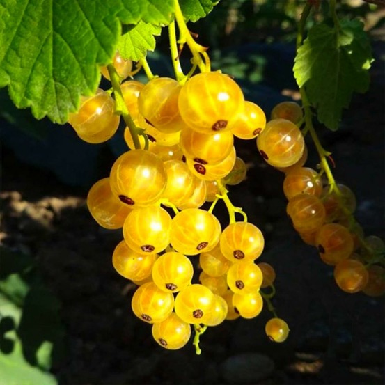 Groseillier 'Versaillaise Blanche'…