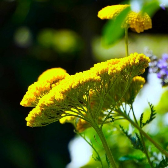 3 achillées tomenteuse 'aurea' (achillea tomentosa)